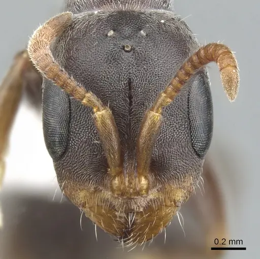 Pseudomyrmex mixtecus specimen CASENT0902913 image casent0902913_2