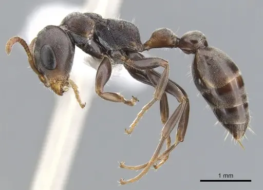 Pseudomyrmex mixtecus specimen CASENT0902913 image casent0902913_3
