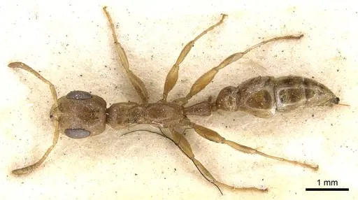 Pseudomyrmex monochrous specimen CASENT0902876 image casent0902876_1