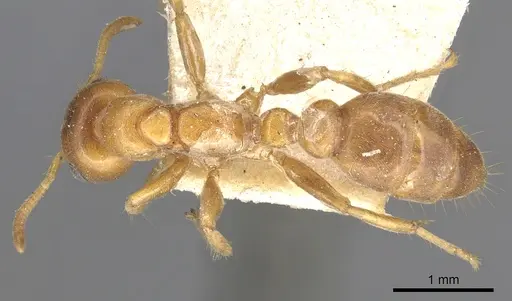 Pseudomyrmex mordax specimen CASENT0902887 image casent0902887_1