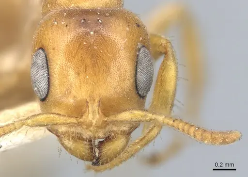 Pseudomyrmex mordax specimen CASENT0902887 image casent0902887_2