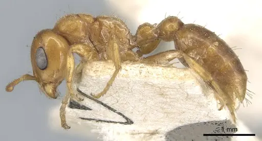 Pseudomyrmex mordax specimen CASENT0902887 image casent0902887_3