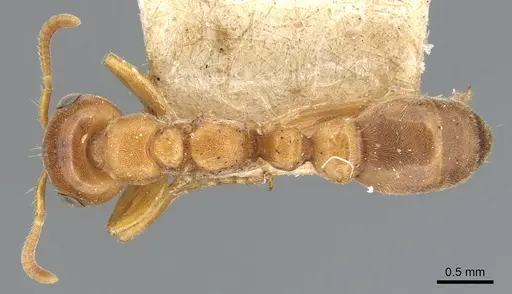 Pseudomyrmex mordax specimen CASENT0904051 image casent0904051_1