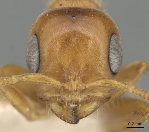 Pseudomyrmex mordax specimen CASENT0904051 image casent0904051_2