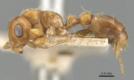 Pseudomyrmex mordax specimen CASENT0904051 image casent0904051_3