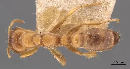 Pseudomyrmex mordax specimen CASENT0907495 image casent0907495_1