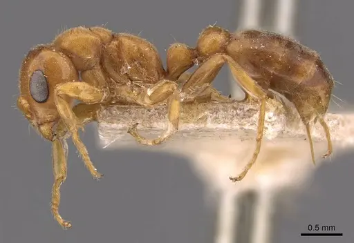 Pseudomyrmex mordax specimen CASENT0907495 image casent0907495_3