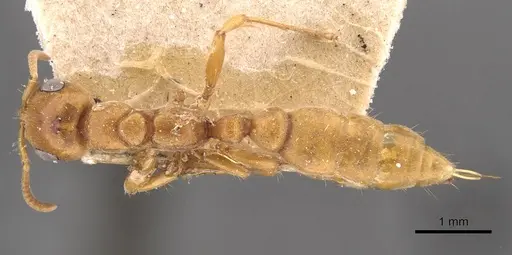 Pseudomyrmex mordax specimen CASENT0907496 image casent0907496_1