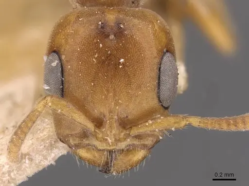 Pseudomyrmex mordax specimen CASENT0907496 image casent0907496_2