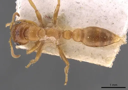 Pseudomyrmex mordax specimen CASENT0907497 image casent0907497_1