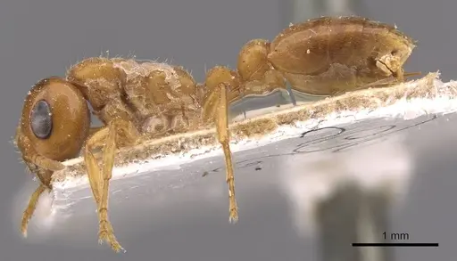 Pseudomyrmex mordax specimen CASENT0907497 image casent0907497_3