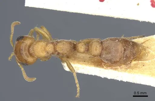 Pseudomyrmex mordax specimen CASENT0916873 image casent0916873_1