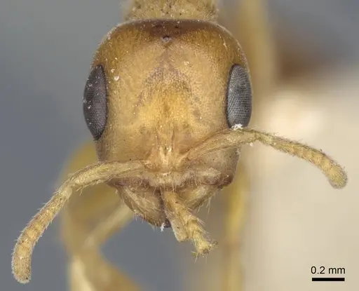 Pseudomyrmex mordax specimen CASENT0916873 image casent0916873_2
