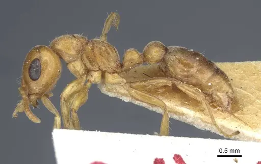 Pseudomyrmex mordax specimen CASENT0916873 image casent0916873_3