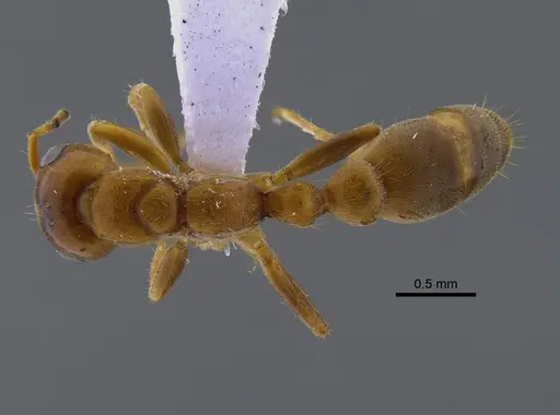Pseudomyrmex mordax specimen CBUMAGENT41803 image cbumagent41803_1