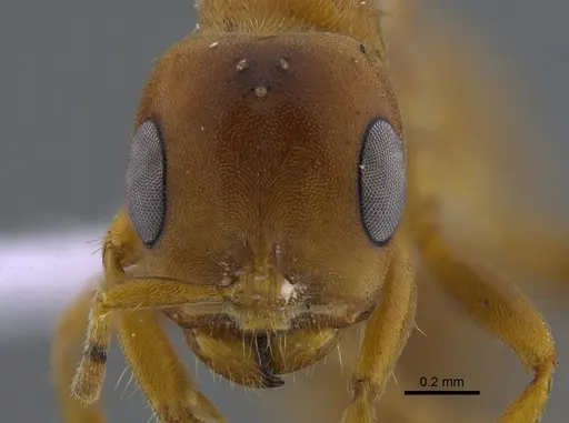 Pseudomyrmex mordax specimen CBUMAGENT41803 image cbumagent41803_2