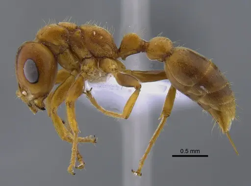 Pseudomyrmex mordax specimen CBUMAGENT41803 image cbumagent41803_3