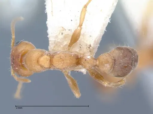Pseudomyrmex mordax specimen FOCOL0053-1 image focol0053-1_1