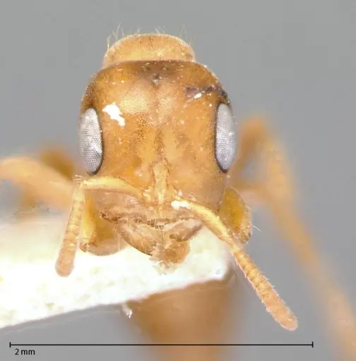 Pseudomyrmex mordax specimen FOCOL0053-1 image focol0053-1_2