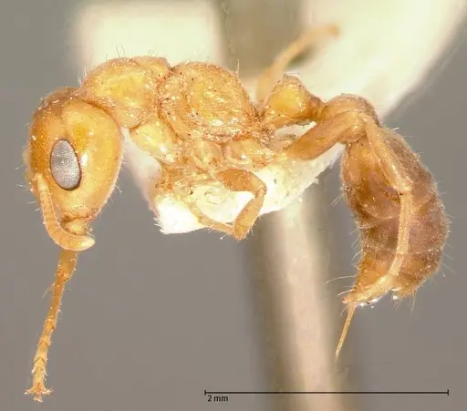 Pseudomyrmex mordax specimen FOCOL0053-1 image focol0053-1_3