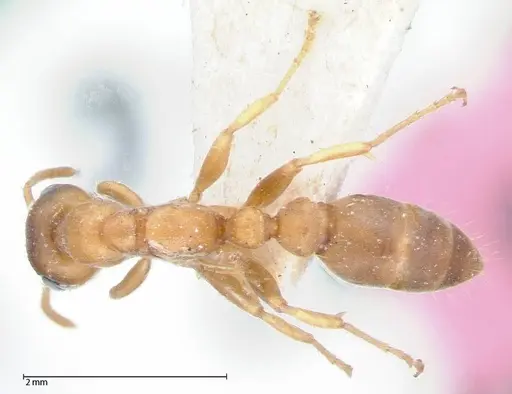 Pseudomyrmex mordax specimen FOCOL0053-2 image focol0053-2_1