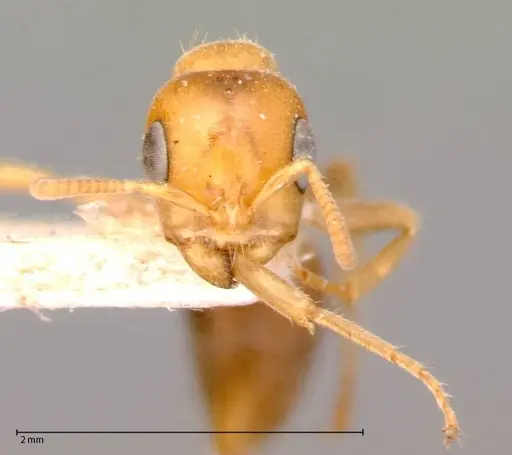 Pseudomyrmex mordax specimen FOCOL0053-2 image focol0053-2_2