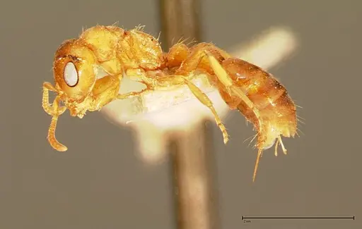 Pseudomyrmex mordax specimen FOCOL0053-2 image focol0053-2_3