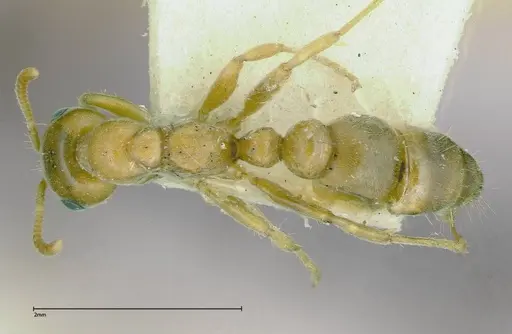 Pseudomyrmex mordax specimen FOCOL0317 image focol0317_1