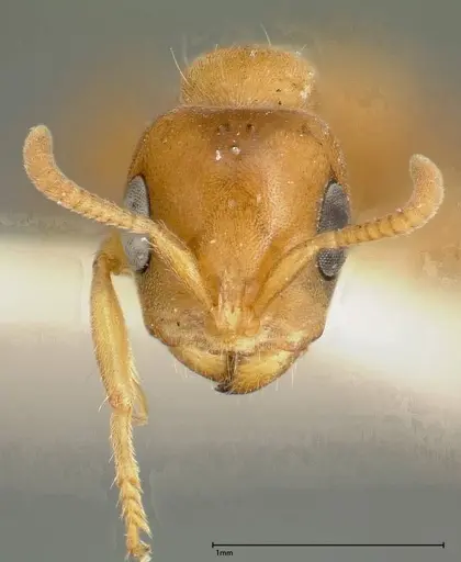 Pseudomyrmex mordax specimen FOCOL0317 image focol0317_2