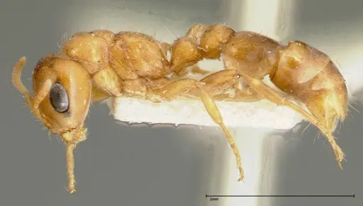 Pseudomyrmex mordax specimen FOCOL0317 image focol0317_3