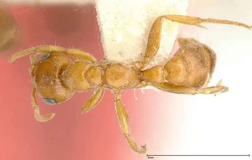 Pseudomyrmex mordax specimen FOCOL0318-1 image focol0318-1_1