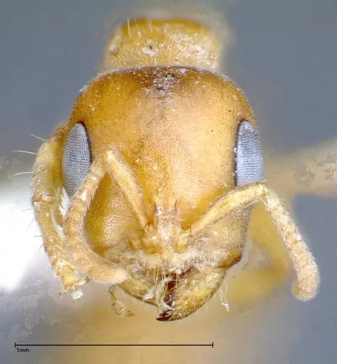 Pseudomyrmex mordax specimen FOCOL0318-1 image focol0318-1_2
