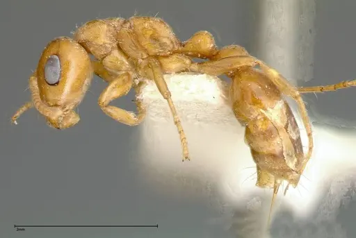 Pseudomyrmex mordax specimen FOCOL0318-1 image focol0318-1_3