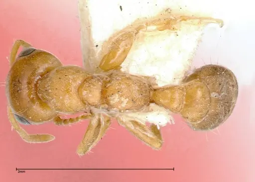 Pseudomyrmex mordax specimen FOCOL0318-2 image focol0318-2_1