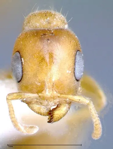 Pseudomyrmex mordax specimen FOCOL0318-2 image focol0318-2_2