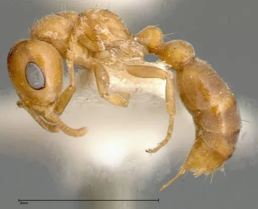 Pseudomyrmex mordax specimen FOCOL0318-2 image focol0318-2_3