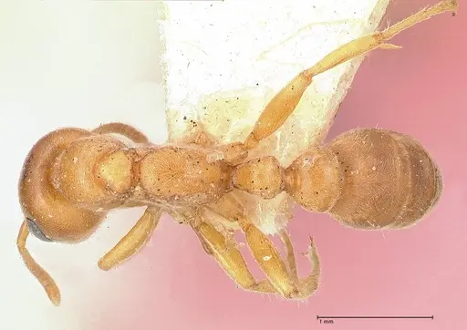 Pseudomyrmex mordax specimen FOCOL0688 image focol0688_1