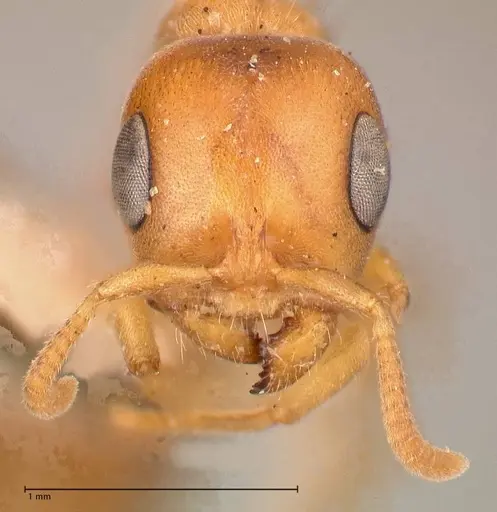 Pseudomyrmex mordax specimen FOCOL0688 image focol0688_2