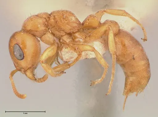 Pseudomyrmex mordax specimen FOCOL0688 image focol0688_3