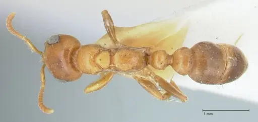 Pseudomyrmex mordax specimen FOCOL1190 image focol1190_1