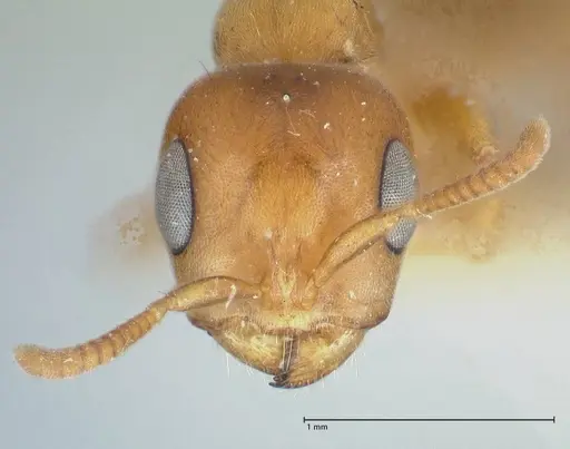 Pseudomyrmex mordax specimen FOCOL1190 image focol1190_2