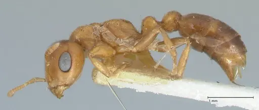 Pseudomyrmex mordax specimen FOCOL1190 image focol1190_3