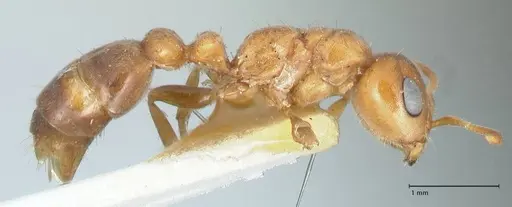 Pseudomyrmex mordax specimen FOCOL1190 image focol1190_4