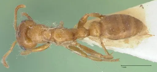 Pseudomyrmex mordax specimen FOCOL1191 image focol1191_1