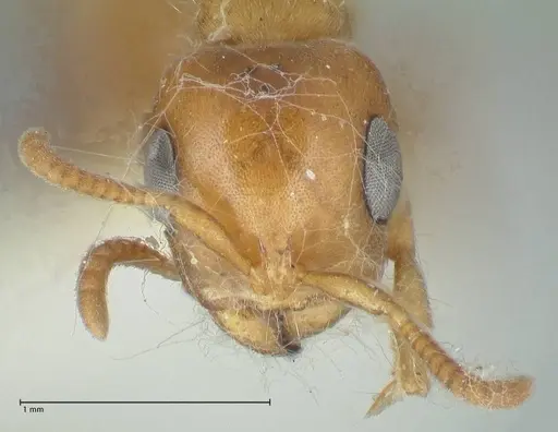 Pseudomyrmex mordax specimen FOCOL1191 image focol1191_2