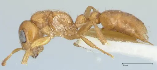 Pseudomyrmex mordax specimen FOCOL1191 image focol1191_3