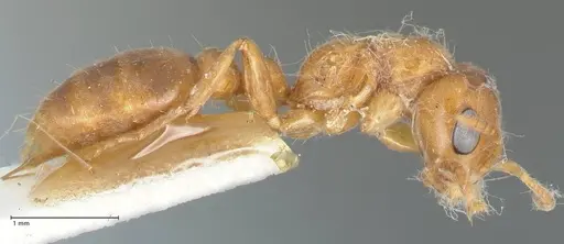 Pseudomyrmex mordax specimen FOCOL1191 image focol1191_4