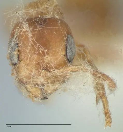 Pseudomyrmex mordax specimen FOCOL1192 image focol1192_2