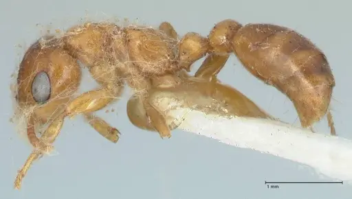 Pseudomyrmex mordax specimen FOCOL1192 image focol1192_3