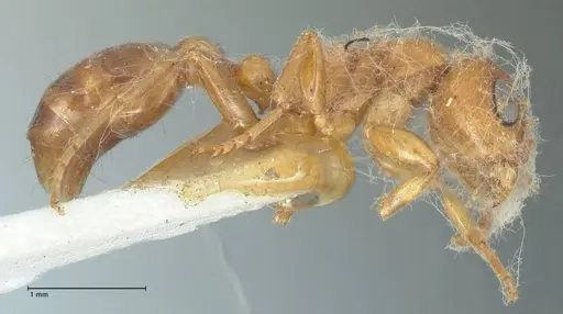 Pseudomyrmex mordax specimen FOCOL1192 image focol1192_4